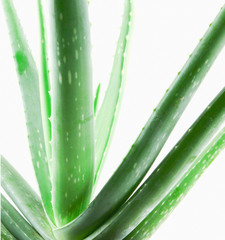 Close-Up Of Aloe Vera On White Background.