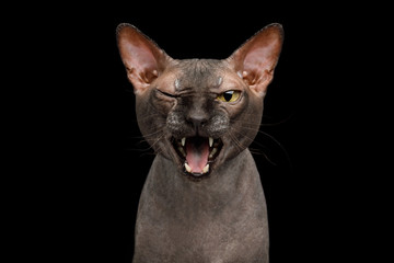 Funny Portrait of Talking Sphynx Cat, Wink and Meow, Isolated on Black Background, front view