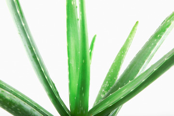Fototapeta premium Close-Up Of Aloe Vera On White Background.