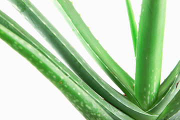 Fototapeta premium Close-Up Of Aloe Vera On White Background.