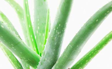 Obraz premium Close-Up Of Aloe Vera On White Background.