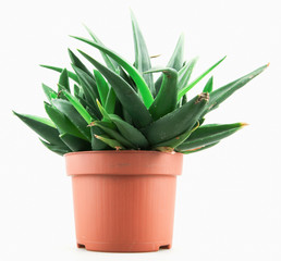 Close-Up Of Aloe Vera On White Background.