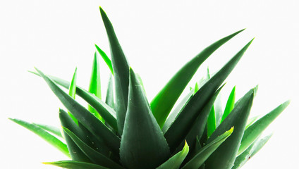 Close-Up Of Aloe Vera On White Background.
