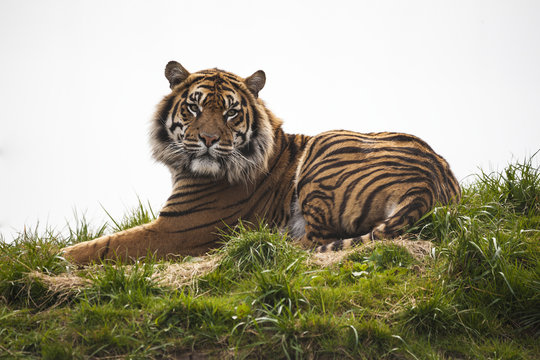Tiger laying down resting and staring looking straight ahead