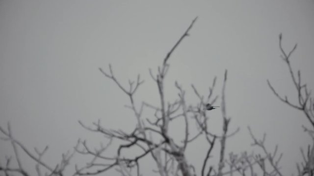 Slow motion winter scene with bird flying and tree branches.