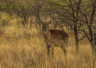 A buck with one horn stands under a thorn tree in the African wilderness image with copy space in landscape format