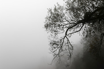 Morgennebel in den Elbauen