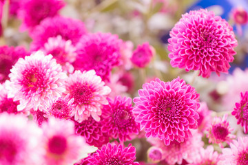 Colorful flowers chrysanthemum made with gradient for background,Abstract,texture,Soft and Blurred style.postcard.