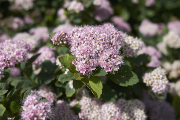 Spiraea betulifolia