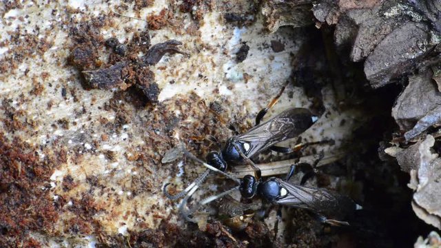 Deux insectes sortent de dessous l'&eacute;corce d'un tronc d'arbre 