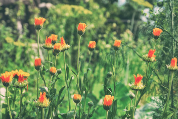 Orange flowers of marigold on a natural background