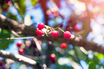 Cherry berries on the branches in the garden in sunlight