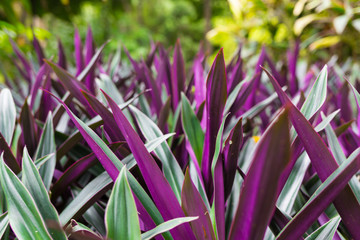 Obraz premium Purple summer flowers on blurred background of green grass. Hyssop of violet color.Hyssopus officinalis