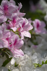 白とピンクのツツジ