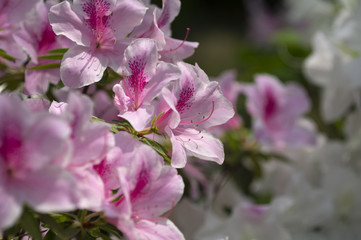 白とピンクのツツジ