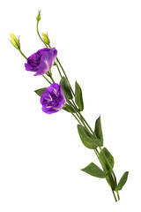 Purple eustoma flowers (prairie gentian) isolated on white background.