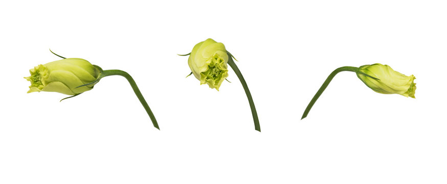 Closed yellow eustoma buds (prairie gentian) isolated on white background.  Set of images. One flower shot at different angles