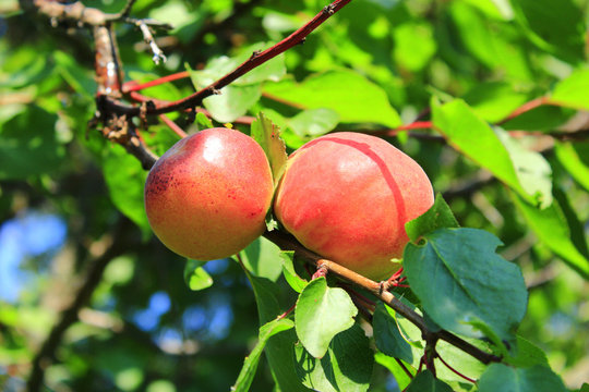 Ripe apricot fruits on branch. Fruits growing on tree in summer garden