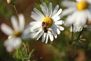 Obraz premium Camomile flower and wasp in the foreground and two blurred camomiles background
