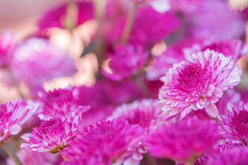 Obraz premium Colorful flowers chrysanthemum made with gradient for background,Abstract,texture,Soft and Blurred style.postcard.