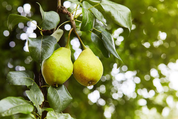 Plenty of fresh juicy pears on pear tree branch. Organic pears in natural environment. Crop of pears in summer garden. Summer fruits. Autumn harvest season