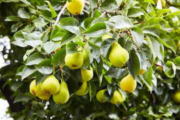 Plenty of fresh juicy pears on pear tree branch. Organic pears in natural environment. Crop of pears in summer garden. Summer fruits. Autumn harvest season