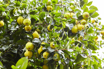 Plenty of fresh juicy pears on pear tree branch. Organic pears in natural environment. Crop of pears in summer garden. Summer fruits. Autumn harvest season