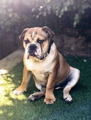 Fototapeta premium Bulldog in Thought 