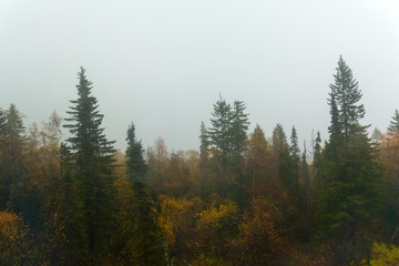 forest in the fog in autumn