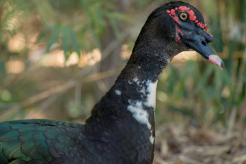 duck with feathers
