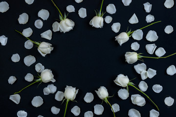 white roses frame on black background