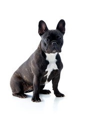 Isolated french bulldog in black
