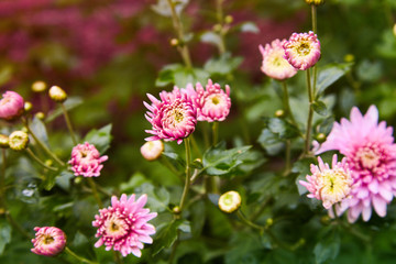 Obraz premium Chrysanthemum flowers as a background close up. Pink and purple Chrysanthemums. Chrysanthemum wallpaper. Floral background. Selective focus.