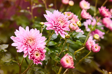 Chrysanthemum flowers as a background close up. Pink and purple Chrysanthemums. Chrysanthemum wallpaper. Floral background. Selective focus.