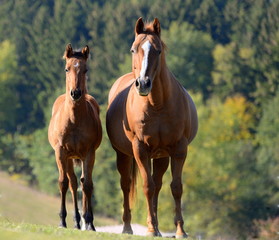 Obraz premium Mutter und Tochter. Fuchsfarbene Quarter Horse Stute mit Fohlen stehen frei vor einem Wald
