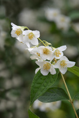 Florida mock orange