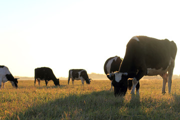 morning breakfast/ herd of cows grazing in a rustic field