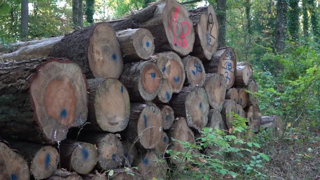 Holzst&auml;mme im Wald
