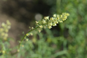 Yellow mignonette