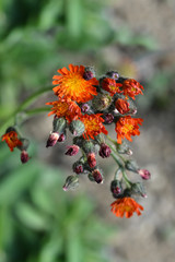 Orange hawkweed