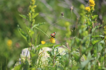 charm of nature, the best artist of life