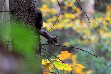 schwarzes Eichhörnchen © Marlon Bönisch