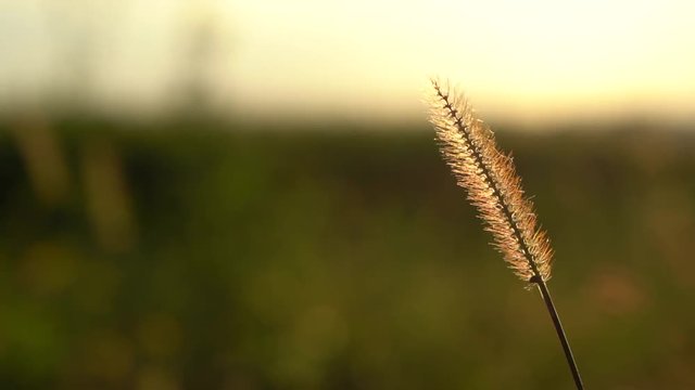 Grashalm im Wind