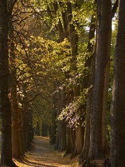 forest path in the autumn alley of trees
