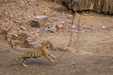 Fototapeta na wymiar A sub adult tigress running after a fight with another male sub adult tiger at Ranthambore National Park, India