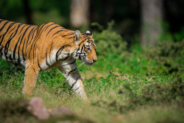 After monsoon sighting, A tigress marking her territory at Ranthambore National Park, India