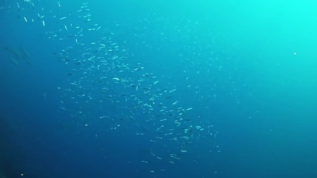 Underwater fishes bait ball - Scuba diving in Majorca Spain 