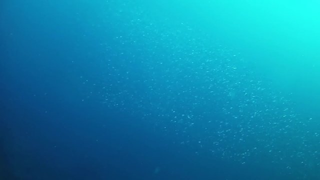 Baitball of litte fishes swimming in dark blue water