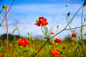 キバナコスモスと空と