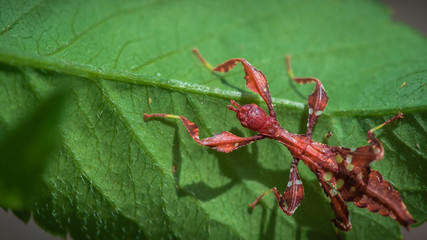 Insect On Green Leaf